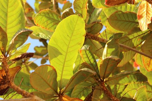 leaves tree foliage