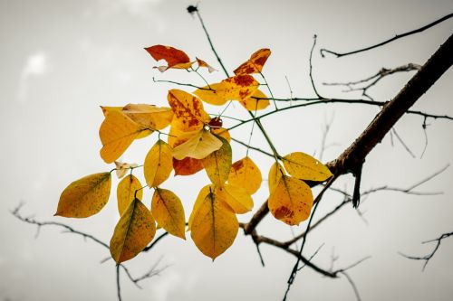 leaves branch sky