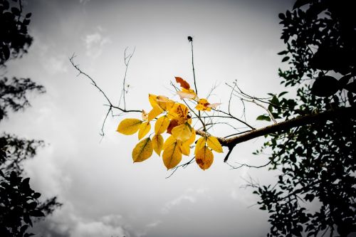 leaves branch sky