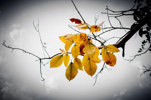 leaves branch sky