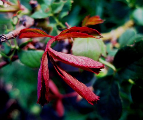 leaves foliage delicate