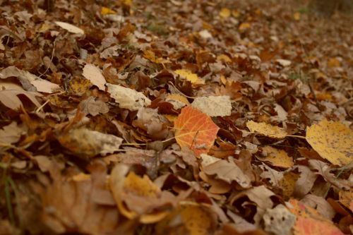 leaves autumn colors