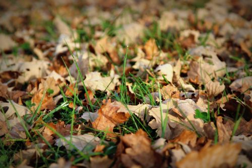 leaves fall dead