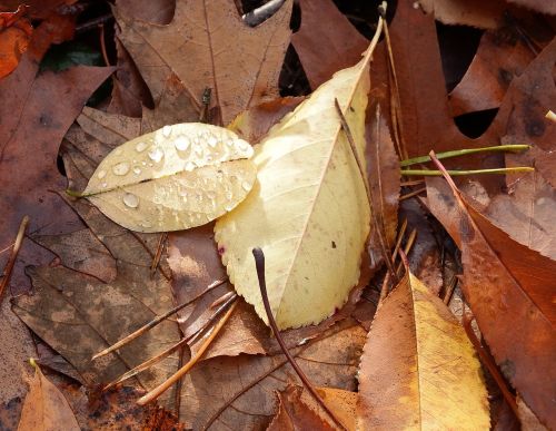 leaves forest floor november