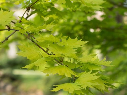 leaves shrub maple