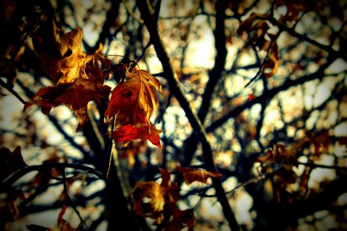 leaves fall fall leaves