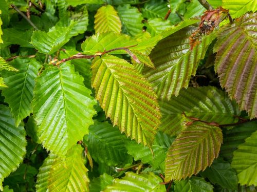 leaves branch green