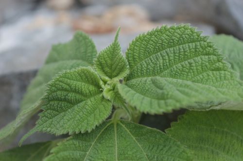 leaves leaf sesame