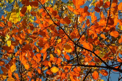 leaves autumn amelanchier