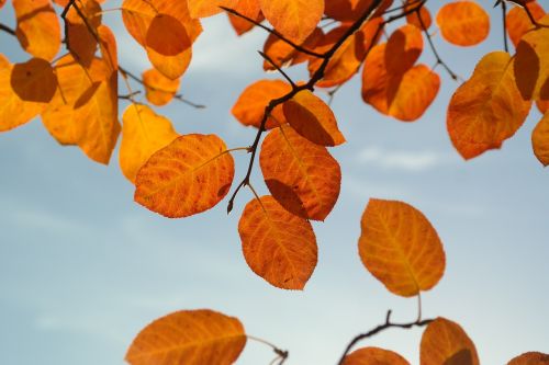 leaves autumn orange