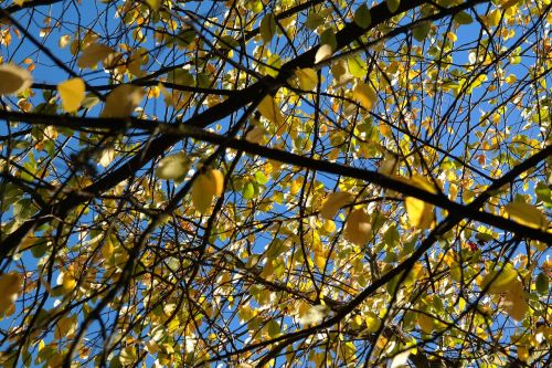 leaves autumn yellow