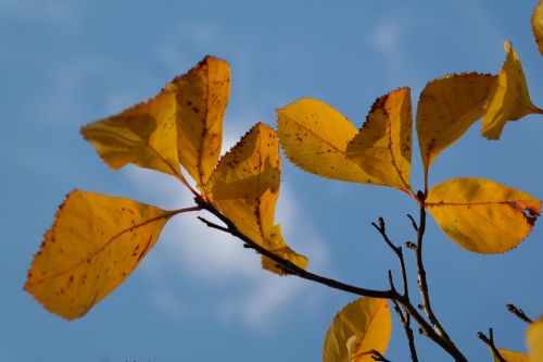 leaves yellow autumn