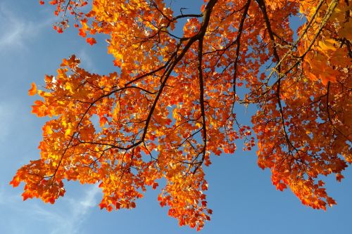leaves autumn fall color