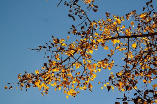 leaves autumn golden autumn