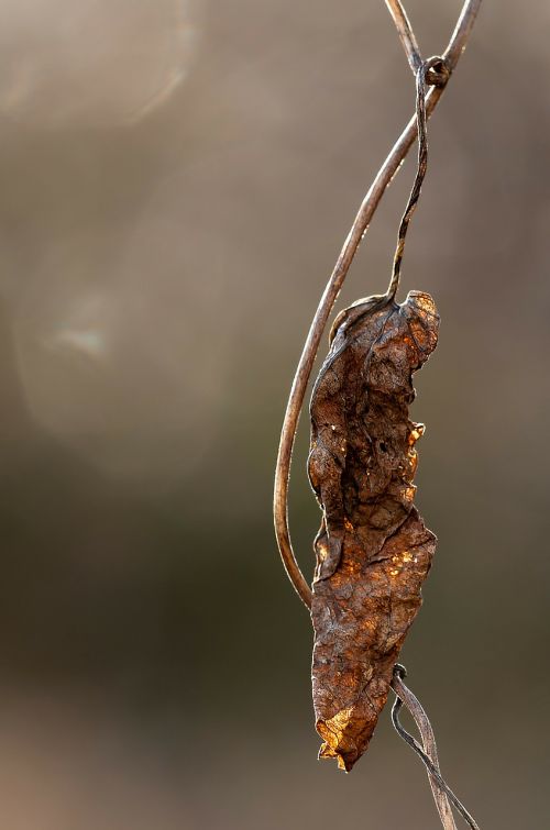 leaves dry dried