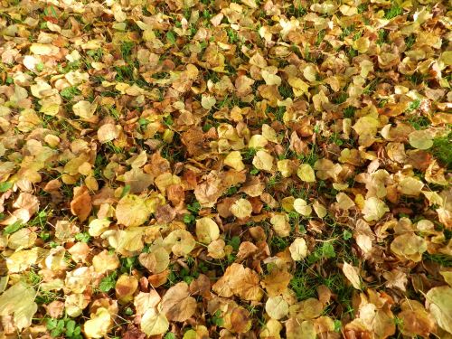 leaves fall turn