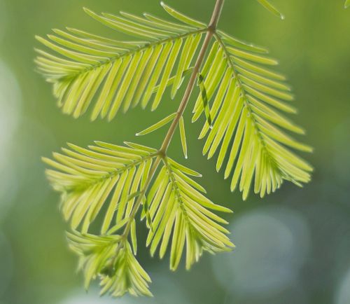 leaves nature leaf