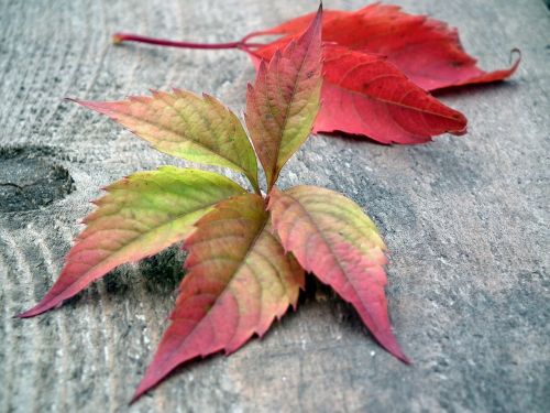 leaves autumn listopad