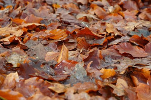 leaves autumn forest floor