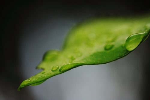 leaves water drop