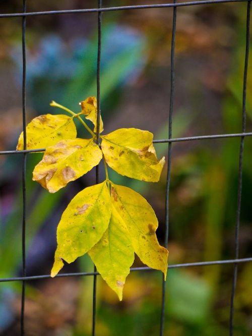 leaves wire fence