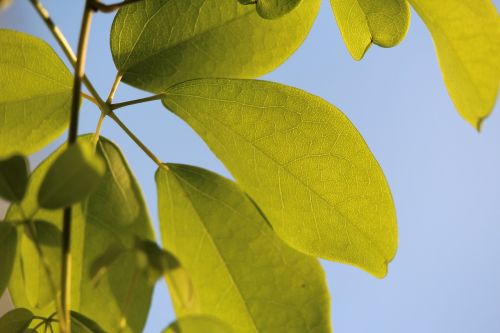 leaves green grain