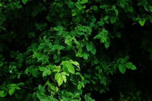 leaves green dark