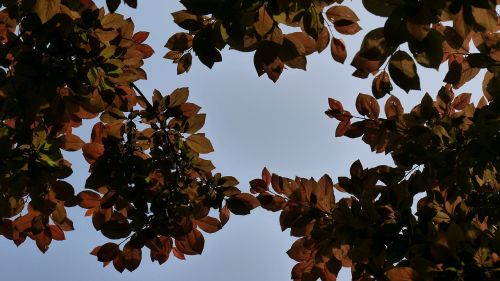 leaves sky leaf