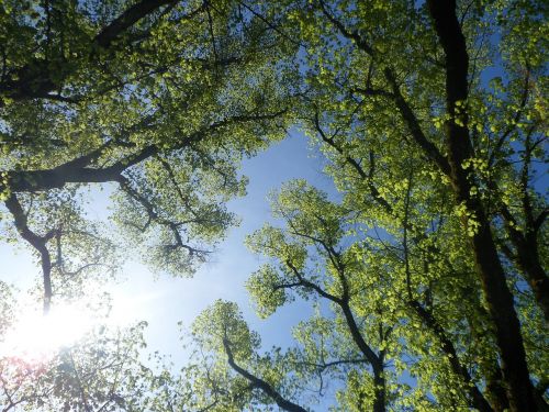 leaves sun tree