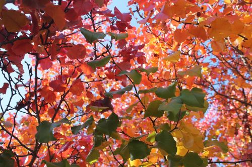 leaves autumn autumn leaves