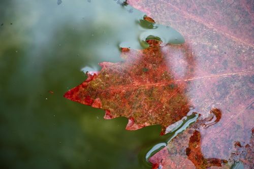 leaves red water