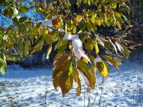 leaves winter snow