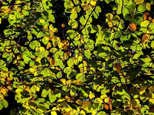 leaves tree nature