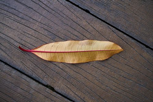 leaves wood autumn