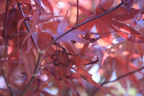 leaves leaf red