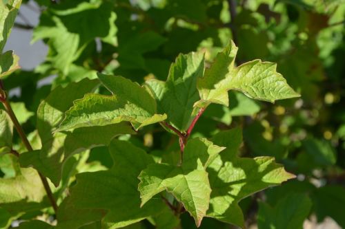 leaves foliage nature