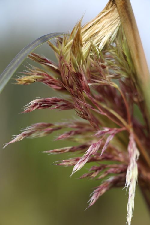 leaves foliage flower