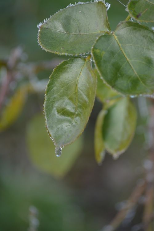 leaves nature drops