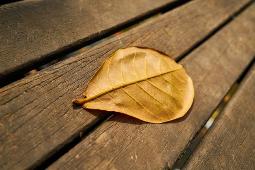 leaves wood macro