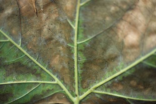 leaves vein macro
