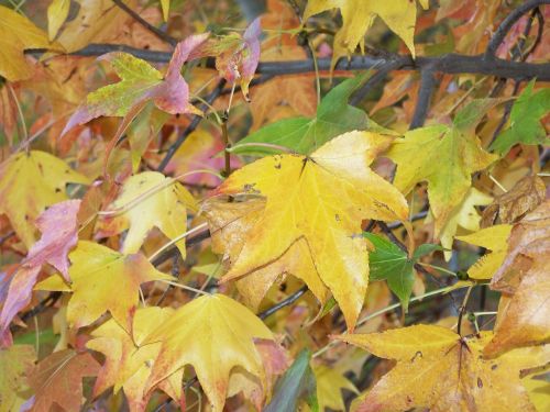 leaves maple autumn