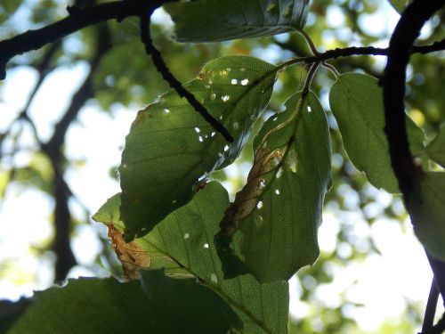 leaves woods forest