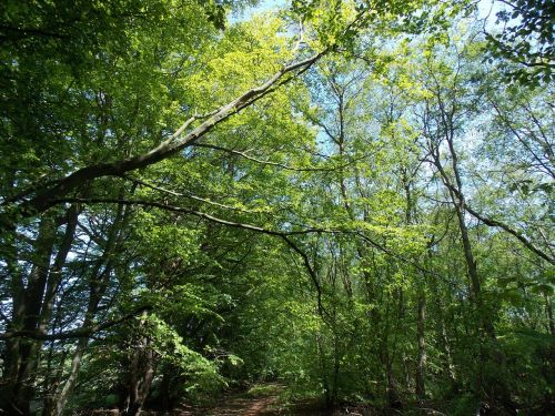 leaves woods forest