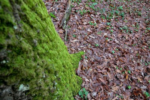 leaves tree forest