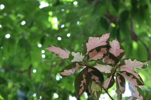 leaves shades green