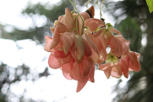 leaves autumn pink