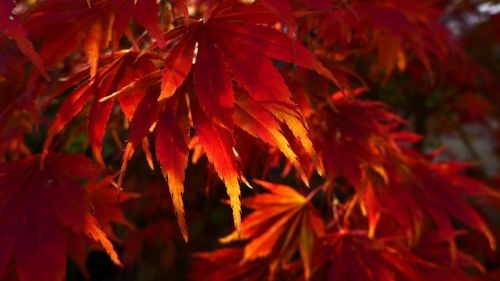 leaves fall foliage red