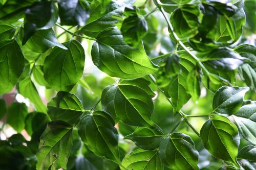 leaves green plant