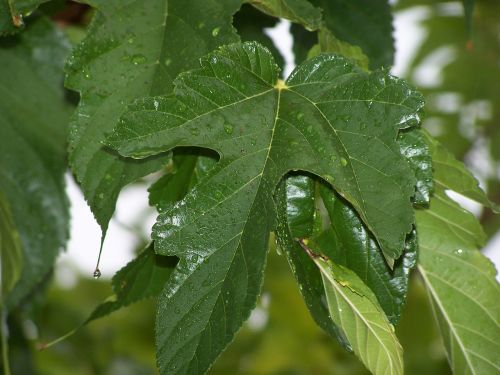 leaves droplets after storm