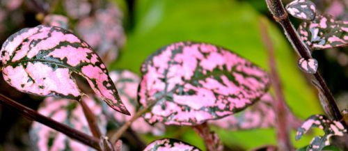 leaves leaves roses plant